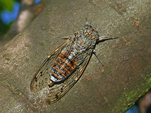 Cicada orni